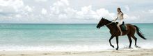 Horse rides on the beach