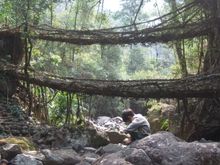 Living Root Bridge in Cherrapunjee