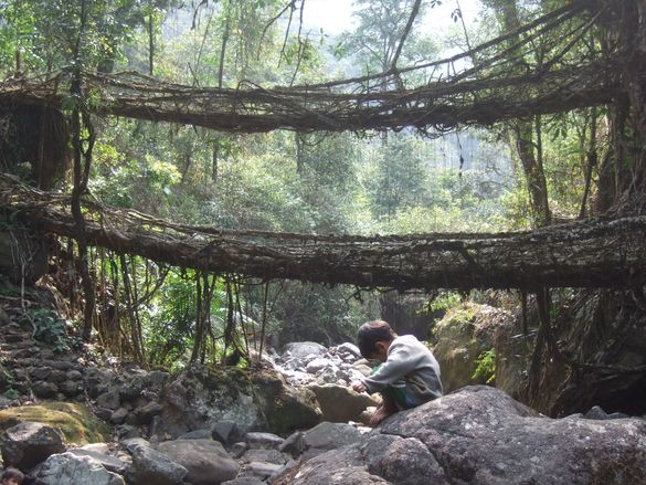 Living Root Bridge in Cherrapunjee