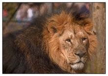 Asiatic Lion in Gir National Park, Gujarat