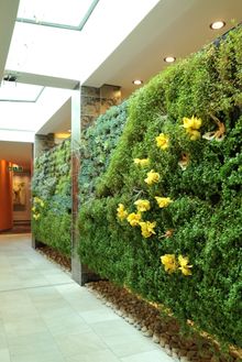 Public Area -Living wall