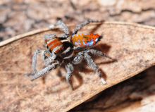 The Peacock Spider (Maratus harrisi) discovered by Stuart Harris. 