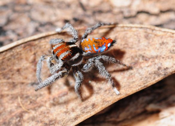 The Peacock Spider (Maratus harrisi) discovered by Stuart Harris. 