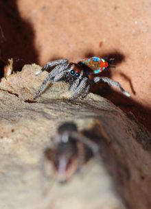 The Peacock Spider (Maratus harrisi) discovered by Stuart Harris.