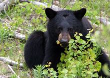 Black Bear, seen at Cassiar Highway