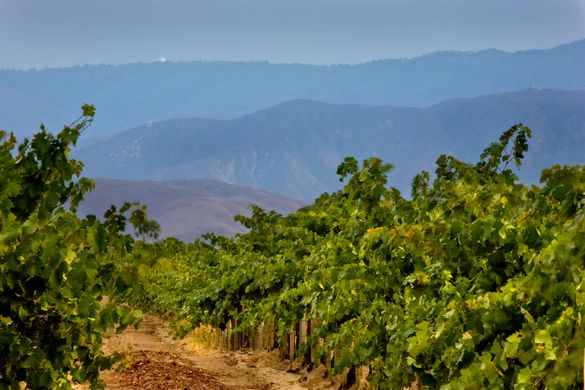 Temecula Valley So Cal Wine Country: Relaxed, Gracious, and Friendly