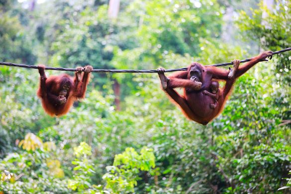 Borneo Tours