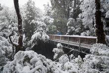 Enchanted Walk