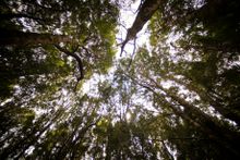 Huon Pine Walkt