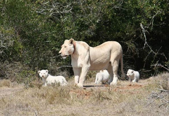 Nomathemba and her cubs