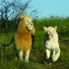 The white lions