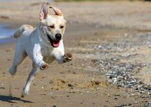 Running Dog
