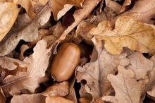 Acorn