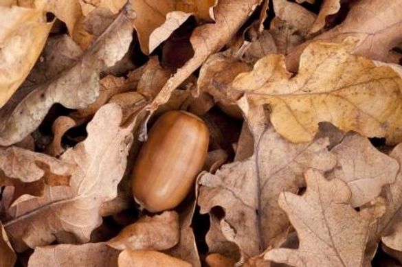 Acorn