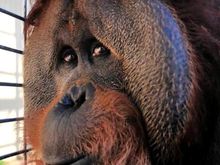 Orangutan