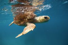 Heron - turtle swimming