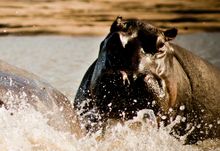 Saadani Offers Superb Wildlife Viewing In Tanzania