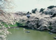 Chidorigafuchi Cherry Blossoms