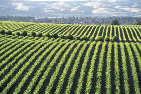 South Australia's McLaren Vale