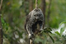 Monkey in the Amazon