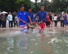 Bobby the rehabilitated sea turtle being released into the sea
