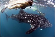 AdventureHoney whale shark tour in the Philippines