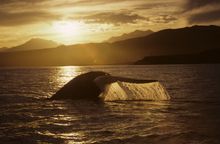 Blue Whale Research, Mingan Islands