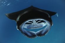 Monitoring Mantas, Indonesia