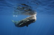 Sperm Whales, Azores