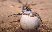 Heron Island Turtle Hatchling