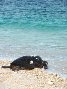 Wilson Island Turtle