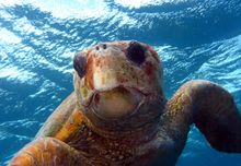 Heron Island Turtle Close Up