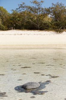Heron Island Turtle Laying - coming ashore