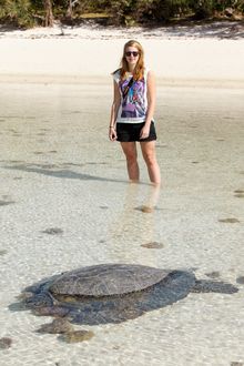 heron Island Turtle Laying - coming ashore