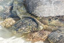 heron Island Turtle Laying - close up of head
