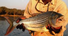 Tiger Fish At Chaiwa