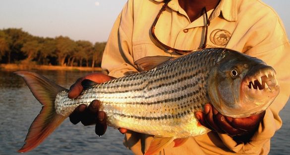 Tiger Fish At Chaiwa