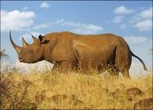The Black Rhino