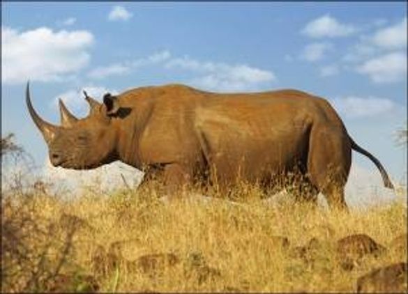 The Black Rhino