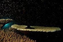 Coral Spawning