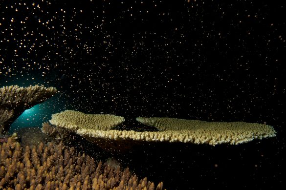 Coral Spawning