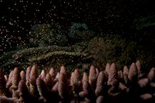 Coral Spawning