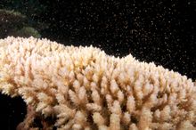 Coral Spawning