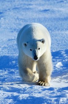 Polar Bear In The Arctic