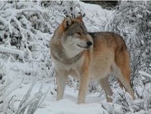 Wolves