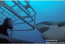 Great White Sharks