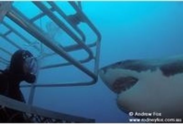 Great White Sharks