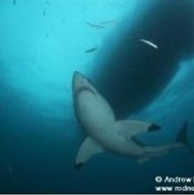 Great White Sharks
