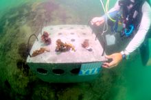 One of the cement blocks with coral nubbins for the Pangkor Reef Rehabilitation Project 
