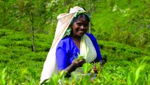 Pick Your Own Cup Of Tea In Sri Lanka